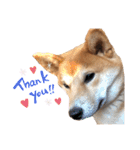 柴犬ふくの日常スタンプ♪♪（個別スタンプ：19）