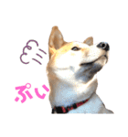 柴犬ふくの日常スタンプ♪♪（個別スタンプ：20）