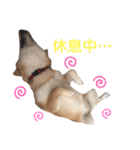 柴犬ふくの日常スタンプ♪♪（個別スタンプ：21）