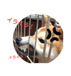 柴犬ふくの日常スタンプ♪♪（個別スタンプ：22）