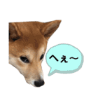 柴犬ふくの日常スタンプ♪♪（個別スタンプ：24）