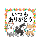 柴犬の見やすい文字スタンプ（個別スタンプ：3）