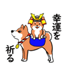 柴犬の見やすい文字スタンプ（個別スタンプ：31）