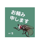 虫ことば（個別スタンプ：25）
