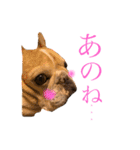 フレンチブルドッグのたると❷（個別スタンプ：10）