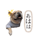 フレンチブルドッグのたると❷（個別スタンプ：13）