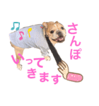 フレンチブルドッグのたると❷（個別スタンプ：16）