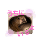 フレンチブルドッグのたると❷（個別スタンプ：20）