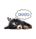 バーニーズマウンテンドッグ ベル（個別スタンプ：2）