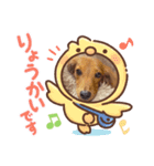 犬の御挨拶（個別スタンプ：2）