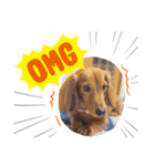 犬の御挨拶（個別スタンプ：6）