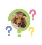 犬の御挨拶（個別スタンプ：7）