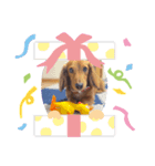 犬の御挨拶（個別スタンプ：8）