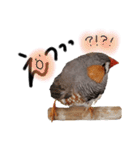キンカチョウ日和002（個別スタンプ：8）