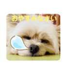 【シュシュ看板犬スタンプ】ムサシ（個別スタンプ：1）