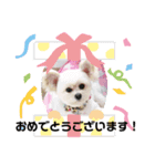 【シュシュ看板犬スタンプ】ムサシ（個別スタンプ：3）