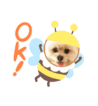 【シュシュ看板犬スタンプ】ムサシ（個別スタンプ：4）