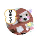 【シュシュ看板犬スタンプ】ムサシ（個別スタンプ：6）