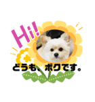 【シュシュ看板犬スタンプ】ムサシ（個別スタンプ：7）
