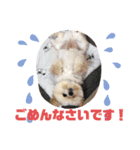 【シュシュ看板犬スタンプ】ムサシ（個別スタンプ：8）