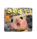 マロと愉快な仲間達（個別スタンプ：1）