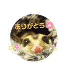 マロと愉快な仲間達（個別スタンプ：5）
