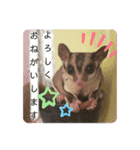 マロと愉快な仲間達（個別スタンプ：6）
