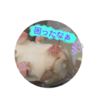 マロと愉快な仲間達（個別スタンプ：11）