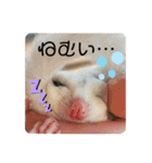 マロと愉快な仲間達（個別スタンプ：14）