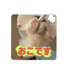 マロと愉快な仲間達（個別スタンプ：15）