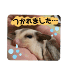 マロと愉快な仲間達（個別スタンプ：17）