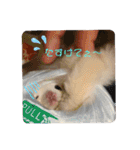 マロと愉快な仲間達（個別スタンプ：22）