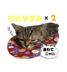 ひまにゃん7（個別スタンプ：2）