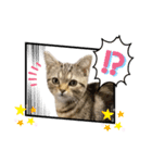 ひまにゃん7（個別スタンプ：3）