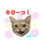 ひまにゃん7（個別スタンプ：5）