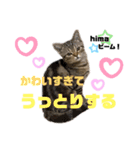 ひまにゃん7（個別スタンプ：6）