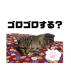 ひまにゃん7（個別スタンプ：9）