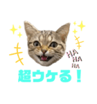 ひまにゃん7（個別スタンプ：10）