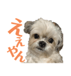 まつりたん②【関西弁】（個別スタンプ：3）