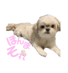 まつりたん②【関西弁】（個別スタンプ：8）
