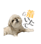 まつりたん②【関西弁】（個別スタンプ：12）