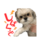 まつりたん②【関西弁】（個別スタンプ：16）