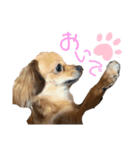 チロチロ③（個別スタンプ：2）