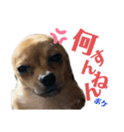 チロチロ③（個別スタンプ：3）
