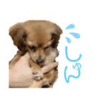 チロチロ③（個別スタンプ：9）
