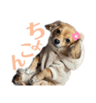 チロチロ③（個別スタンプ：12）