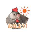桜文鳥のまめもち（個別スタンプ：5）