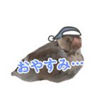 桜文鳥のまめもち（個別スタンプ：6）