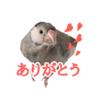 桜文鳥のまめもち（個別スタンプ：7）