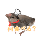 桜文鳥のまめもち（個別スタンプ：10）